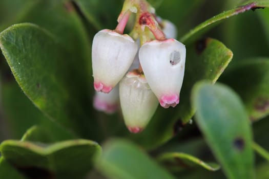 Macro of wild cranberry blossoms in the spring.