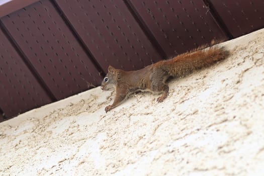 A squirrel climbing the stucco and side of a house.