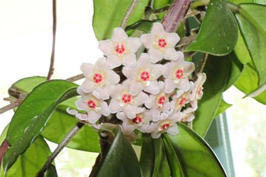 A cluster of hoya flowers against a white background.