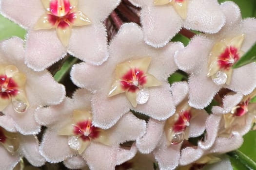 Macro photo of hoya blossoms weeping nectar.