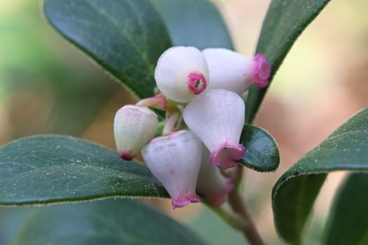 Macro of wild cranberry blossoms in the spring.