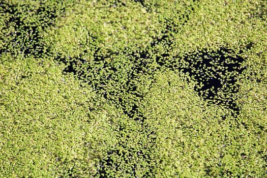 The top of pond water covered in duckweed.