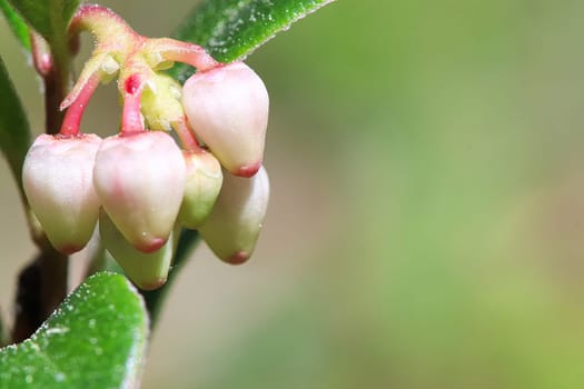 Macro of wild cranberry blossoms in the spring.
