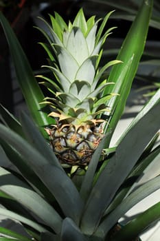 Closeup of a tiny pineapple growing on a houseplant.
