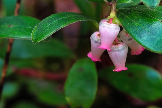 Macro of wild cranberry blossoms in the spring.