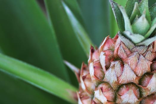 Side view top view of a young pineapple with leaves.