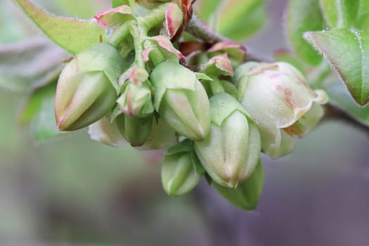 Macro of wild blueberry blossoms in the spring.