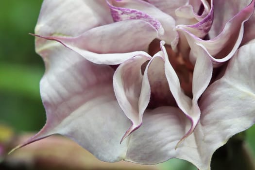 Closeup of the flowers on a Datura plant.