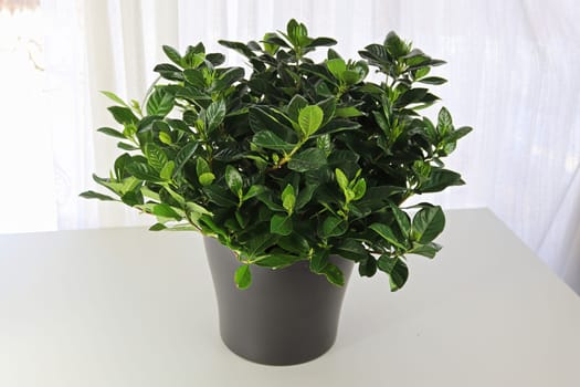 A gardenia houseplant on a white table and background.