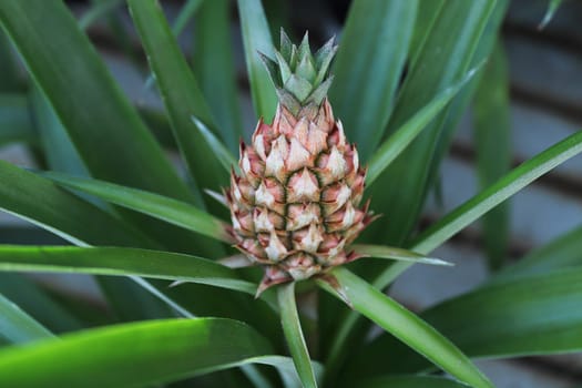 Closeup of a tiny pineapple growing on a houseplant.