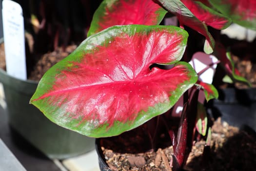 Bright colorful leaves on a Caladium plant.
