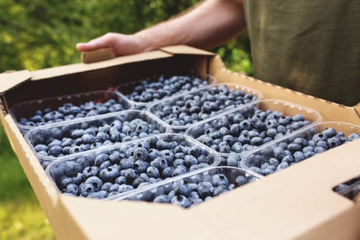 Senior man hands holding box with fresh cultivated blueberry. Healthy eating and Alzheimer or dementia healing concept. Farmer cultivating and harvesting blueberry. Agriculture industry business