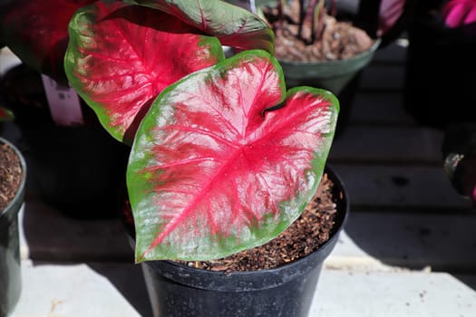 Bright colorful leaves on a Caladium plant.