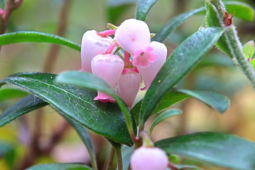 Macro of wild cranberry blossoms in the spring.