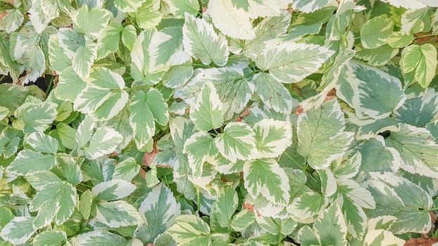 Green Leaves background. tropical leaves, abstract green leaves texture, nature background. Creative layout made of green leaves. Flat lay