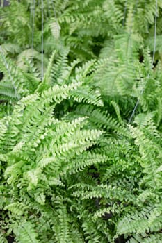 Tropical plant pot sale in green market, stock photo
