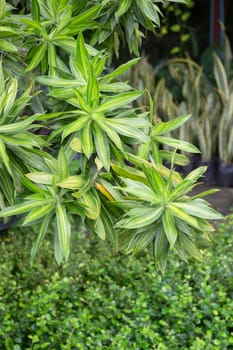 Tropical plant pot sale in green market, stock photo