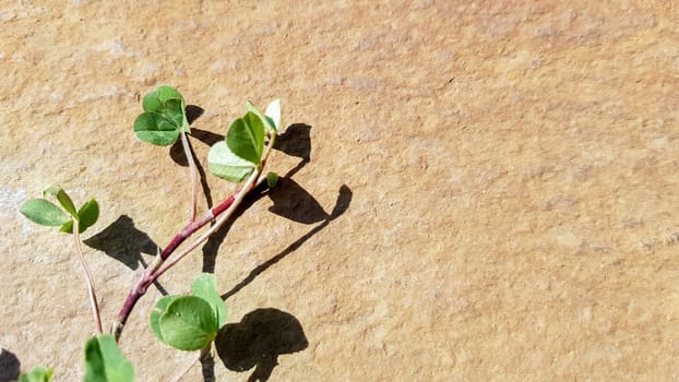Green tropical leaves mockup on natural brown stone background with copy space top view