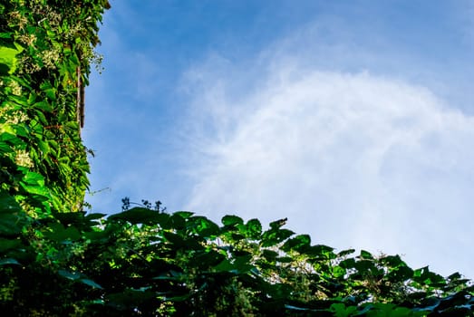 Leaf frame on blue sky background