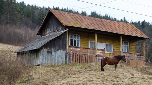 Brown horse near a wooden old village house. Nearby there is a beautiful forest and mountains. Ukraine, Yaremche - November 20, 2019.