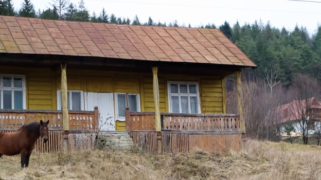 Brown horse near a wooden old village house. Nearby there is a beautiful forest and mountains. Ukraine, Yaremche - November 20, 2019.