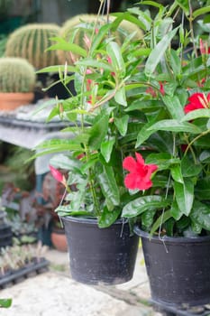 Tropical plant pot sale in green market, stock photo