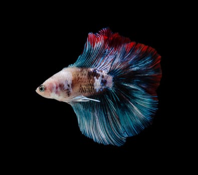 Siamese fighting fish or Betta splendens fish, popular aquarium fish in Thailand. Multicolor half moon tail betta fighting fish motion isolated on black background