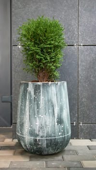 Green small spherical Chinese thuja in a concrete pot near the house at the entrance. Traditional home decorations. Entrance to the building, a pot of flowers and a small thuja