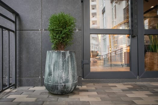 Green small spherical Chinese thuja in a concrete pot near the house at the entrance. Traditional home decorations. Entrance to the building, a pot of flowers and a small thuja