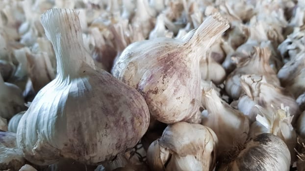 A lot of messidor garlic is spread out in the open air. This variety is high yielding good quality, ripens early and has a high yield, grown in Holland