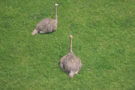 beautiful safari zoo wild animals nature conservation natural balance