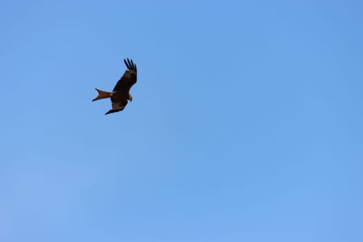 beautiful bird of prey eagle claws feathers speed flight