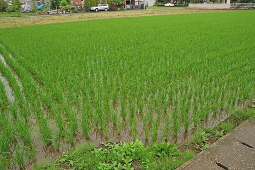Family Rice Paddy Field in a Suburb in Japan
