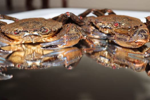 delicious seafood pubescent crab tongs crustacean tweezers
