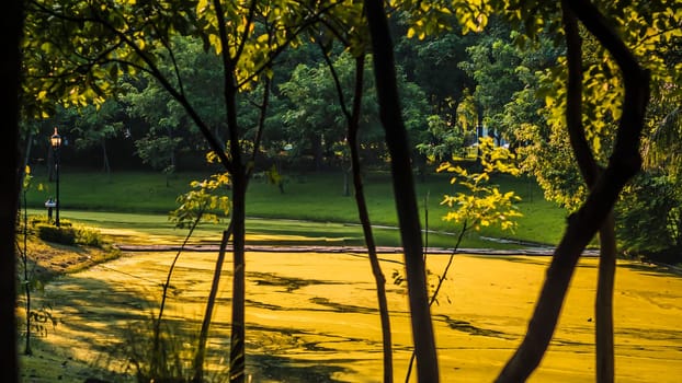 Background of city park in spring with trees, bushes and bench. island  and the lake