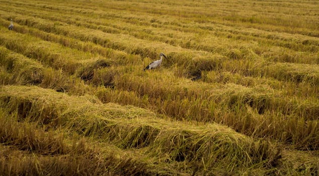 Autumn and spring birds. Bird in Agricultural field place of stop-overs. Fall season harvest field turn gold beautiful  autumn harvest brings an abundance of delicious and nutritious fruits and food.