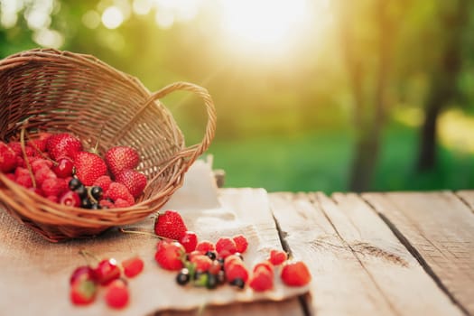 Overturned wicker basket with various berries on a piece of cloth on wooden terrace background in the blurred morning sun. Strawberry, raspberry, currant, blueberry, cherry, sweet cherries