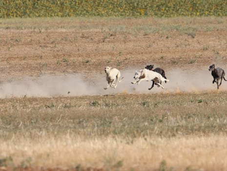 greyhound race fast dog domestic animal field hare hunting
