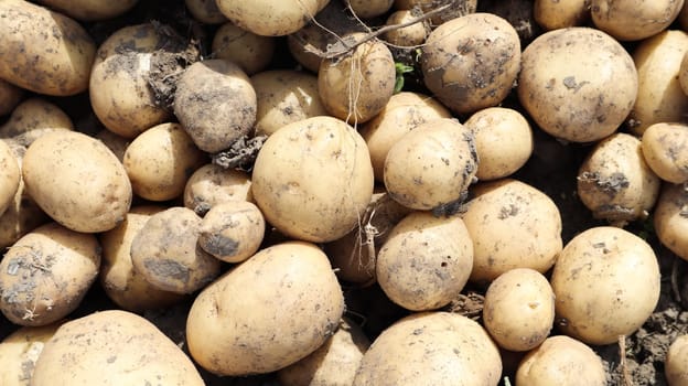 Freshly dug Riviera potatoes lie a lot on the ground in the garden. Obtained by crossing Minerva and Alkmaria. It is intended for sale on the market of early potatoes and for sale in washed form