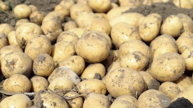Freshly dug Riviera potatoes lie a lot on the ground in the garden. Obtained by crossing Minerva and Alkmaria. It is intended for sale on the market of early potatoes and for sale in washed form