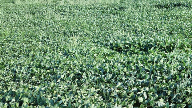 Green ripening soybean field, agricultural landscape. Soybean plantation on a sunny day
