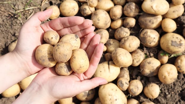 a farmer holds a young yellow potato just dug out of the ground in a vegetable garden. Harvesting and seasonal work in the field. fresh vegetables in female hands in the garden. Agriculture