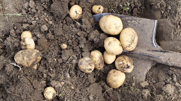 Harvesting from the soil on the plantation of early young potatoes. Fresh organic potatoes are dug out of the ground with a shovel in a farm garden