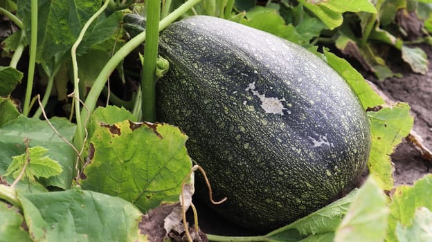 Green juicy ripening homemade organic pumpkin grows in the vegetable garden. Growing vegetables in a pumpkin plant or in a countryside garden.