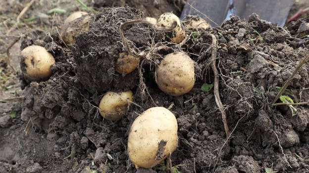 Harvesting from the soil on the plantation of early young potatoes. Fresh organic potatoes are dug out of the ground with a shovel in a farm garden
