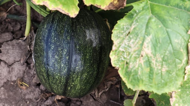 Green juicy ripening homemade organic pumpkin grows in the vegetable garden. Growing vegetables in a pumpkin plant or in a countryside garden.