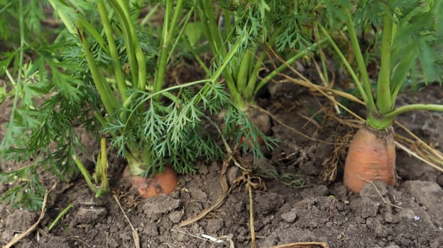 Fresh ripe organic carrots in the garden. Large and ripe vegetables in the ground. Carrot vegetable grows in the garden in an organic soil background closeup