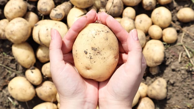 a farmer holds a young yellow potato just dug out of the ground in a vegetable garden. Harvesting and seasonal work in the field. fresh vegetables in female hands in the garden. Agriculture