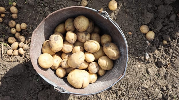 Bucket of new crop of potatoes in the garden top view. Young early potatoes are collected by female hands in buckets in the garden, village rural life
