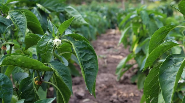 Green peppers grow in the garden. Growing bell pepper or capsicum. Unripe peppers in the garden